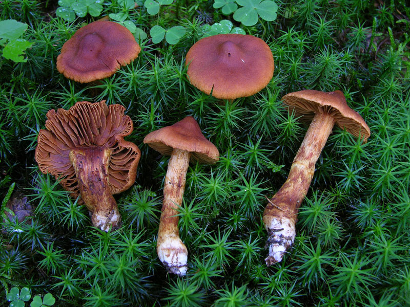 Cortinarius rubellus/C.orellanoides var. speciosissimus